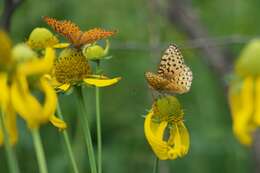 Image de Speyeria hesperis ratonensis Scott 1981