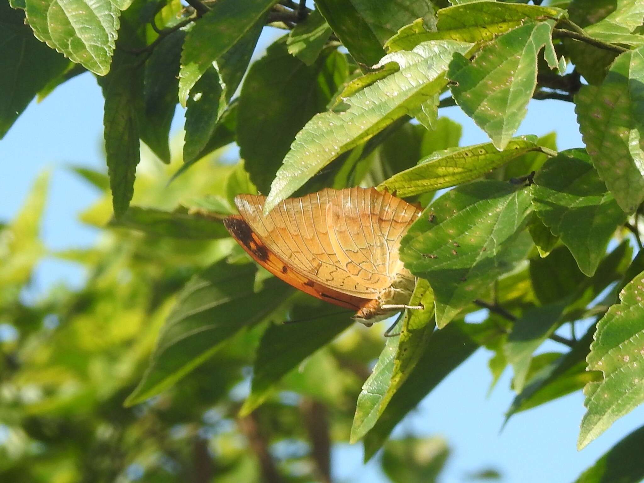 Imagem de Charaxes marmax Westwood 1848