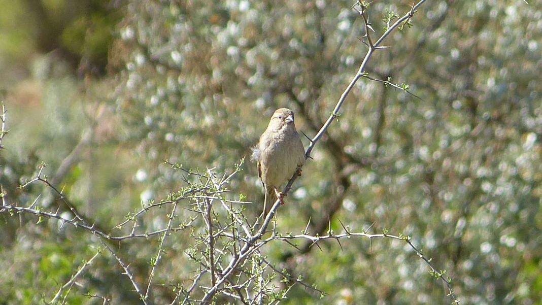 Sivun Emberiza impetuani impetuani Smith & A 1836 kuva