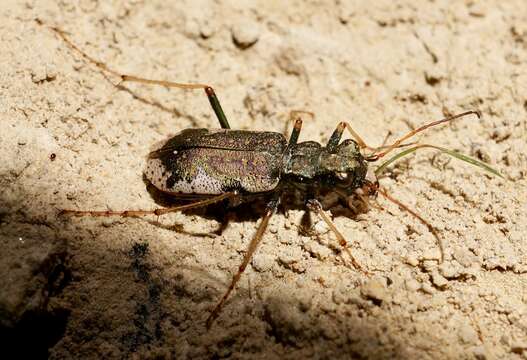 Image of Neocicindela parryi (White 1846)