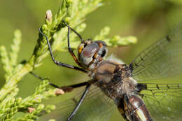 Image of Dot-winged Baskettail