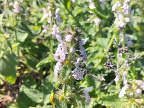 Stachys bolusii Skan resmi