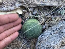 Image of Cucurbita cordata S. Watson