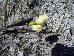 Image of Geissorhiza juncea (Link) A. Dietr.