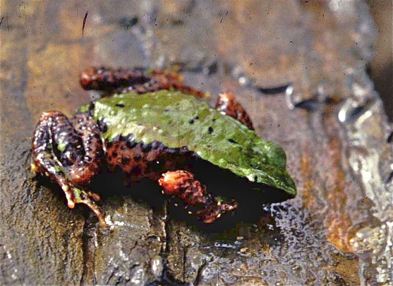 Image of Arthur's Stubfoot Toad