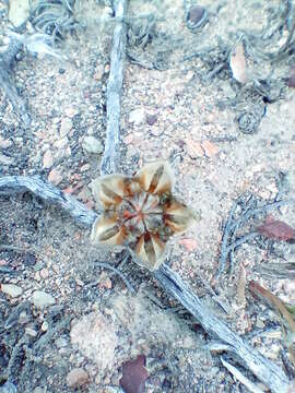 Imagem de Trichodiadema strumosum (Haw.) L. Bol.