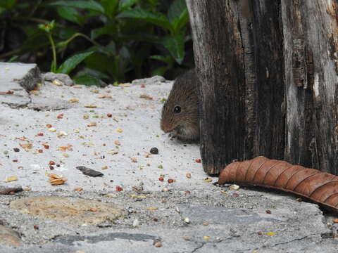 Image of Jaliscan Cotton Rat