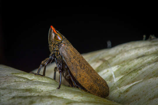 Image of Plinia ampla (Walker 1851)