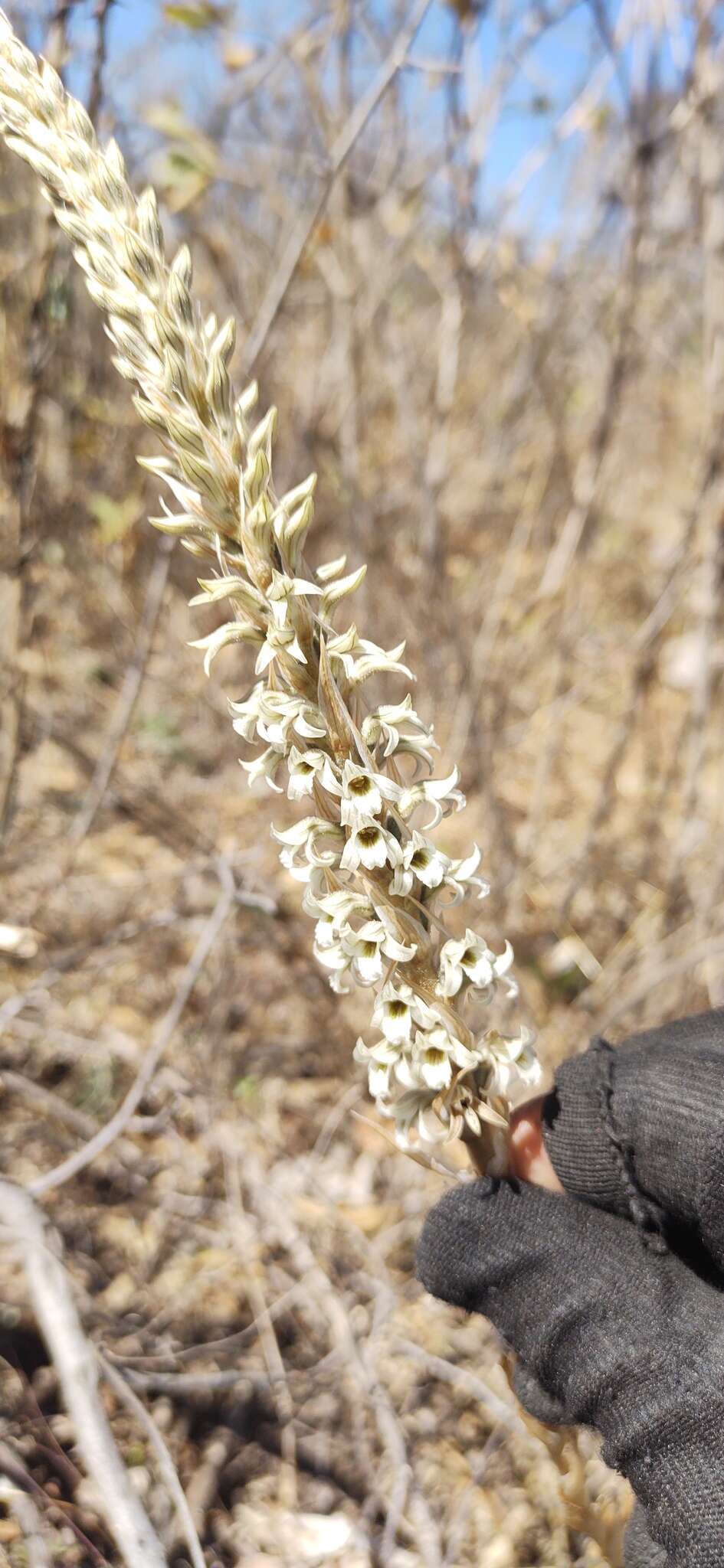 Image of Deiregyne rhombilabia Garay