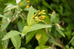Image of Yellow Loosestrife