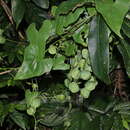 Image of Dioscorea collettii Hook. fil.