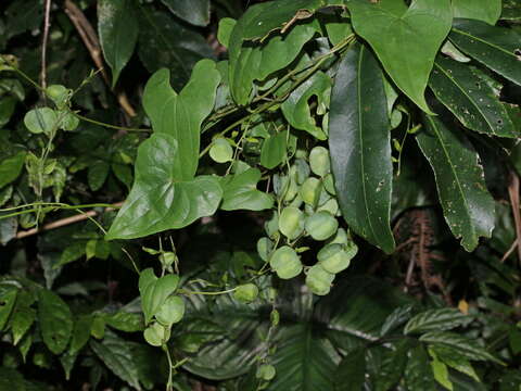 صورة Dioscorea collettii Hook. fil.