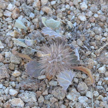 Acanthopsis disperma Harv. resmi