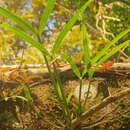 Image of Scaphyglottis minutiflora Ames & Correll