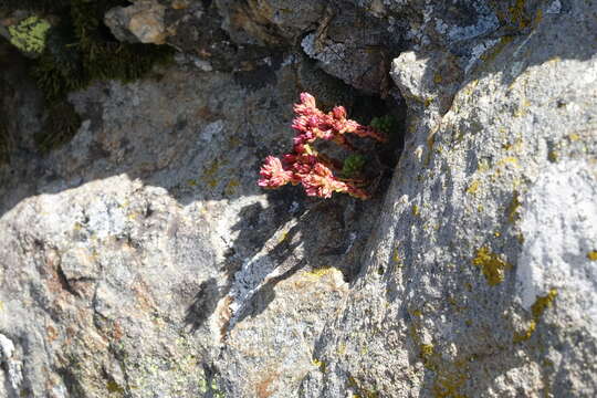 Image of Sedum tenellum M. Bieb.