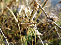 Image of Empusa fasciata Brulle 1832