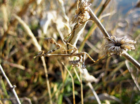 Image of Empusa fasciata Brulle 1832