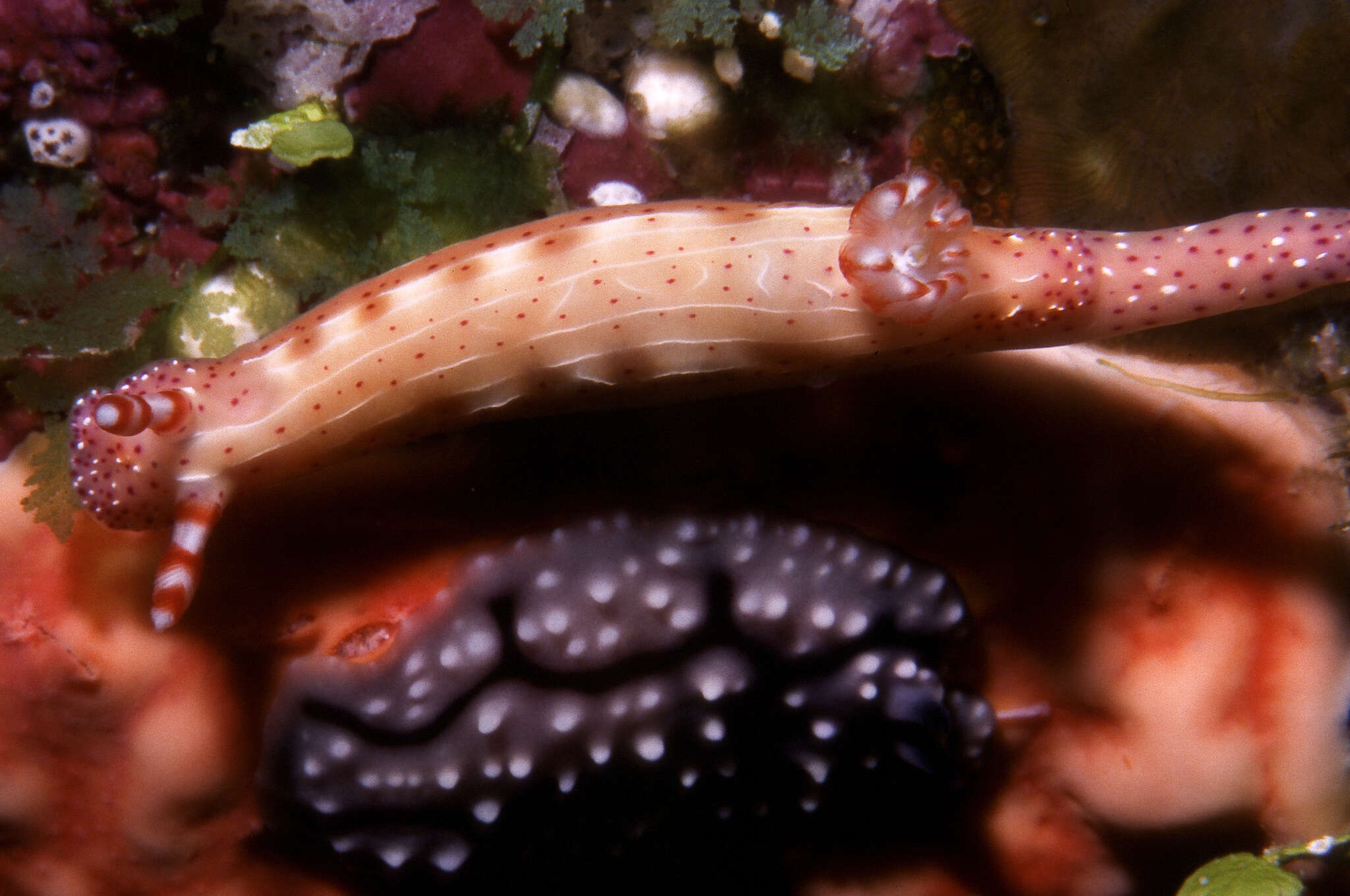 Plancia ëd Hypselodoris maculosa (Pease 1871)