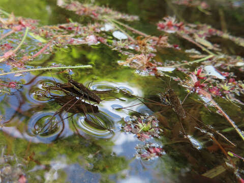 Image of Gerris subgen. Macrogerris Andersen 1993