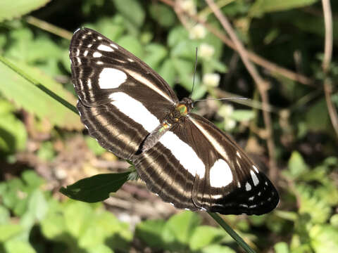 Image of Lasippa illigera Eschscholtz 1821