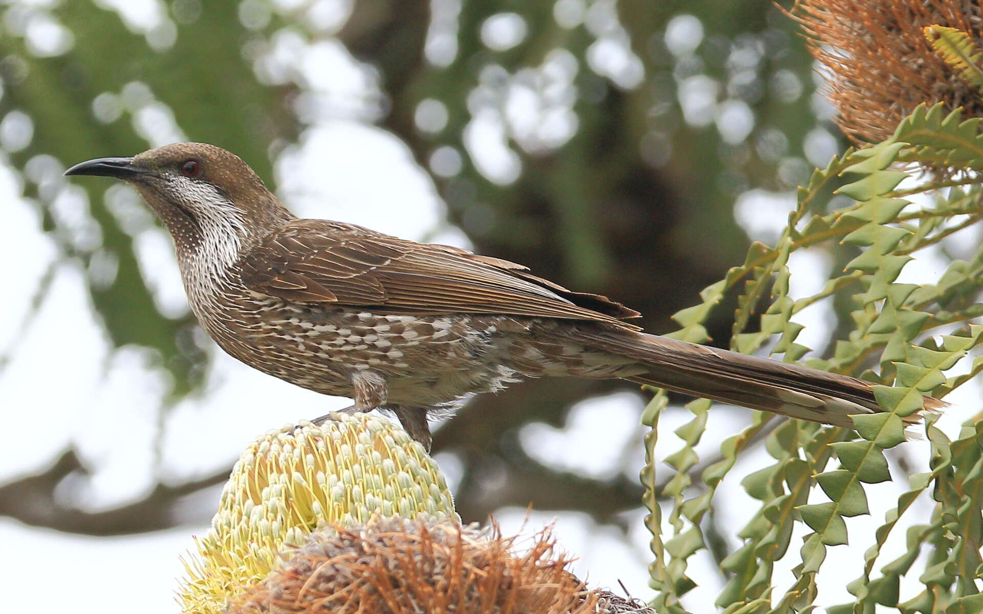 Image of Little Wattlebird