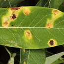 Puccinia smilacis Schwein. 1822 resmi