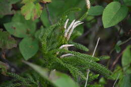 Imagem de Dendrolycopodium hickeyi (W. H. Wagner, Beitel & R. C. Moran) A. Haines