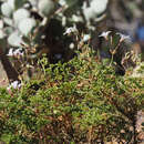 Image of Pelargonium trifidum (Burm. fil.) Jacq.