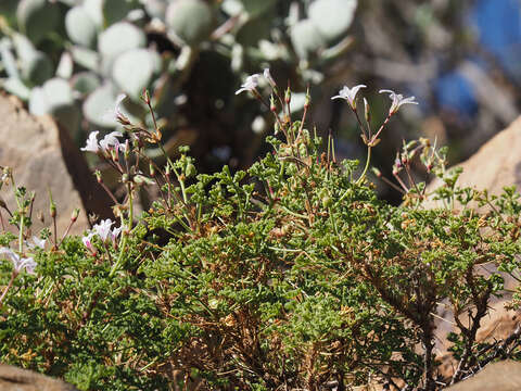 Image of Pelargonium trifidum (Burm. fil.) Jacq.