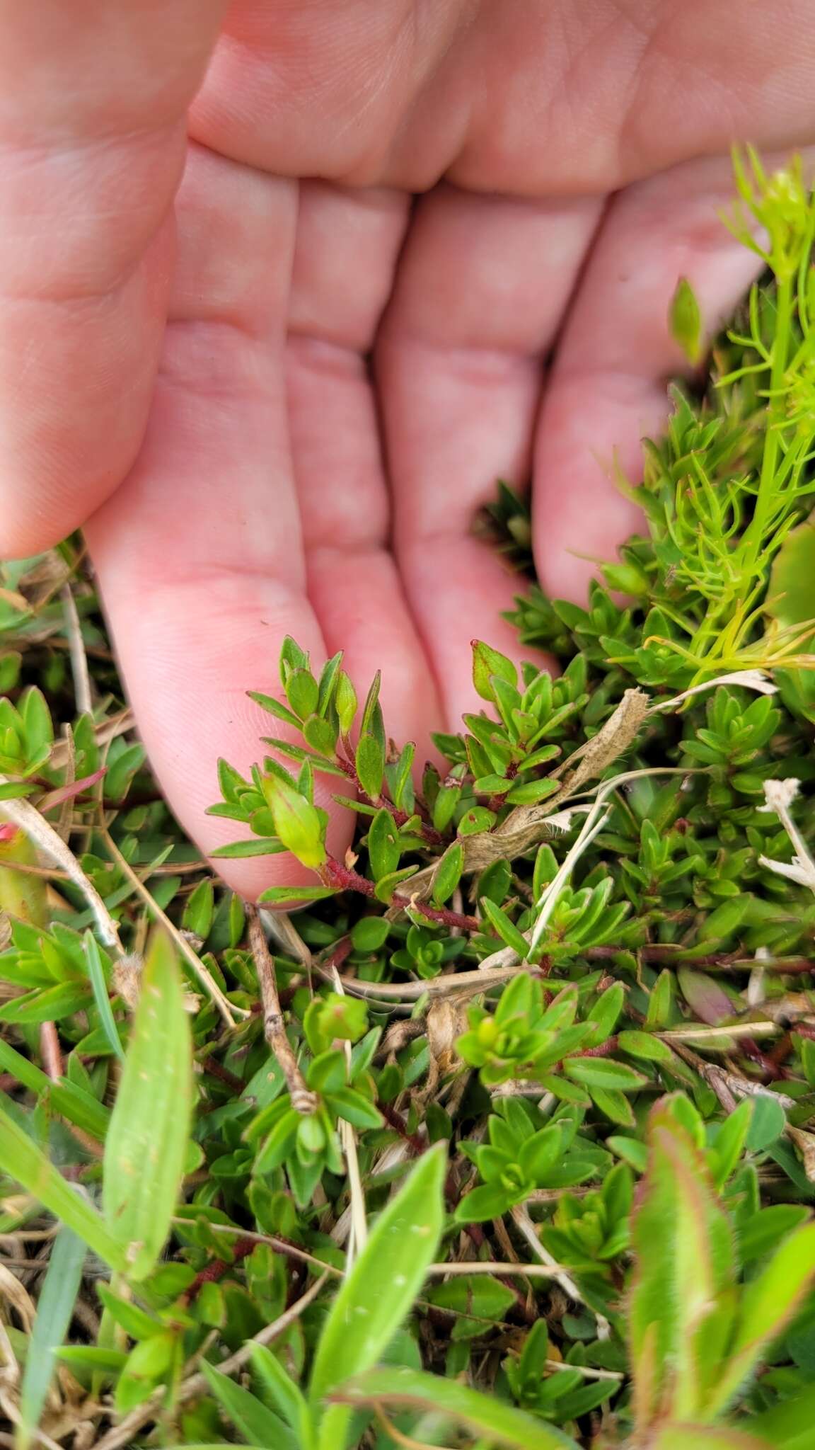 صورة Ludwigia arcuata Walt.