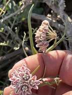 Image of Funastrum arenarium (Decne. ex Benth.) S. Liede