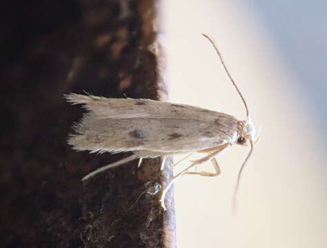 Image of Borkhausenia nefrax Hodges 1974