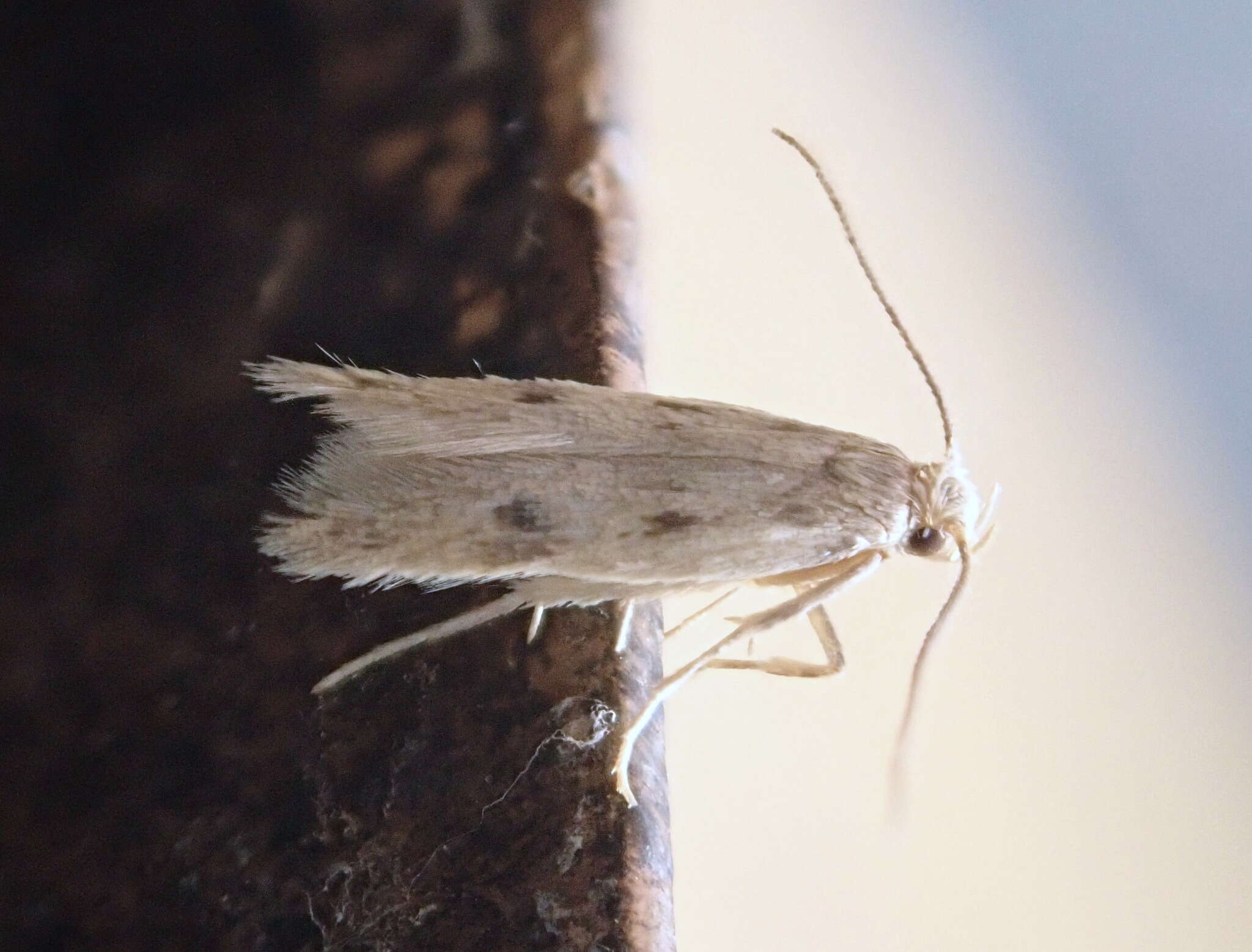 Image of Borkhausenia nefrax Hodges 1974