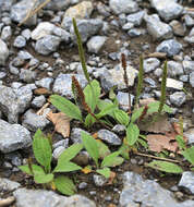 Image of Plantago depressa Willd.