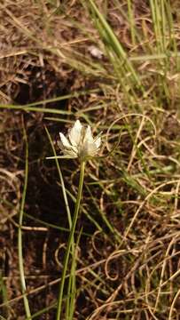 Imagem de Cyperus niveus var. leucocephalus (Kunth) Fosberg