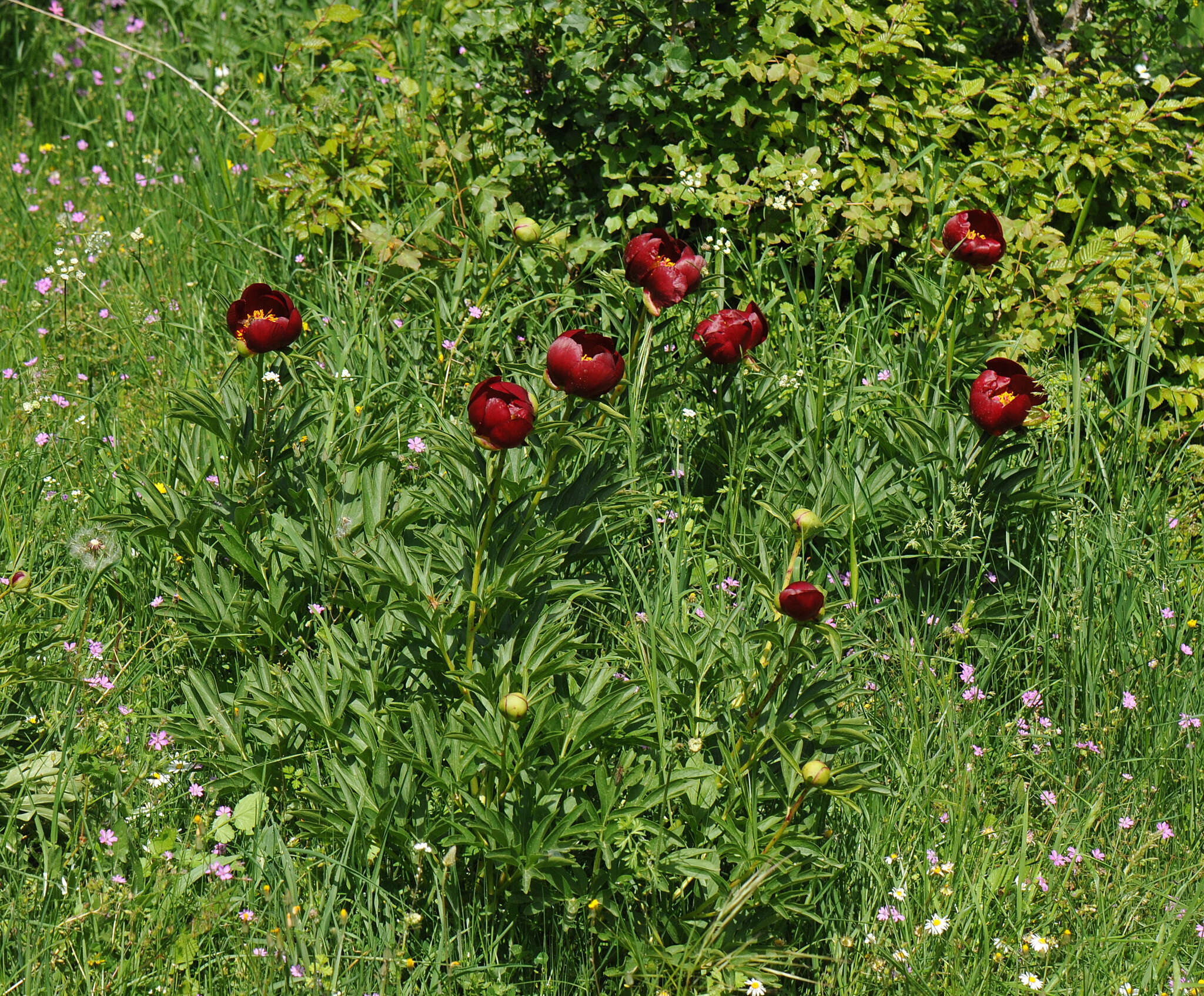 Image of Paeonia peregrina Miller