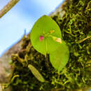 Imagem de Lepanthes helleri A. D. Hawkes