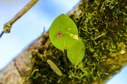 Image of Lepanthes helleri A. D. Hawkes