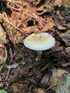 Слика од Amanita breckonii Thiers & Ammirati 1982