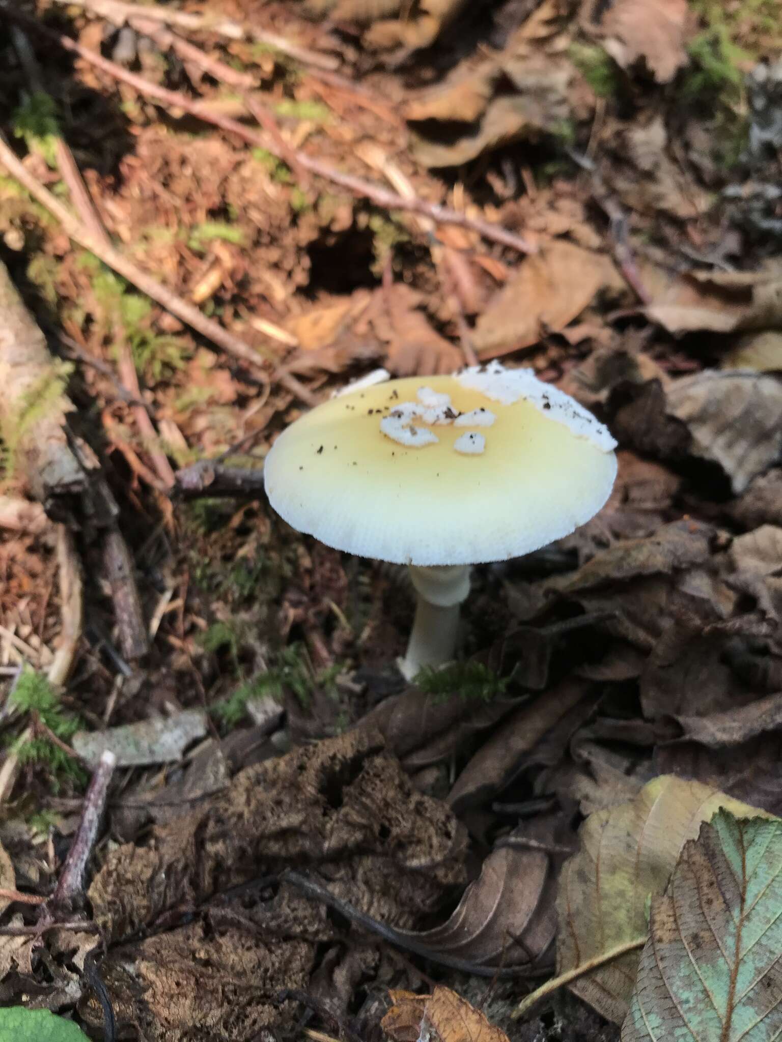 Слика од Amanita breckonii Thiers & Ammirati 1982