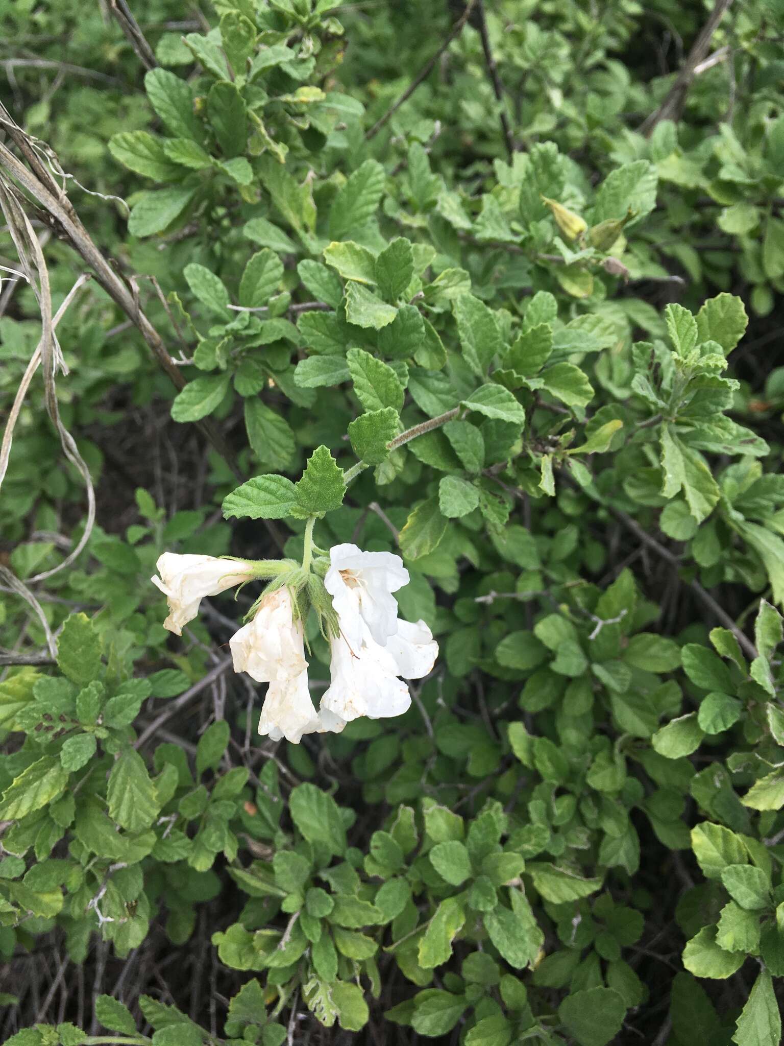 Cordia parvifolia A. DC. resmi