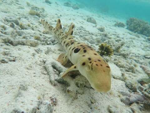 Image of epaulette sharks