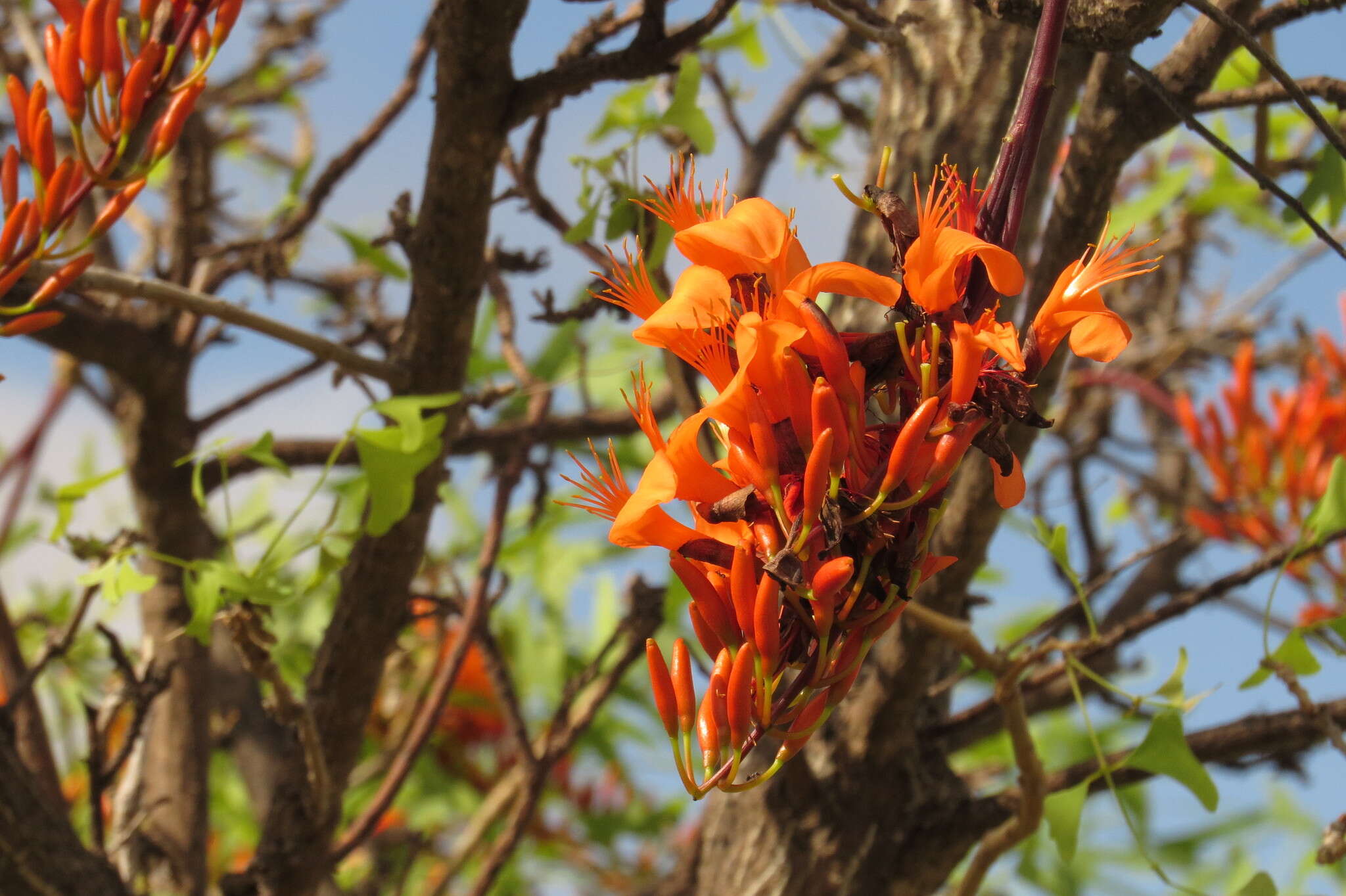 Слика од Erythrina vespertilio Benth.