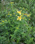 Image of Hypericum ascyron subsp. ascyron