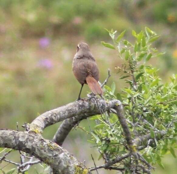 صورة Scelorchilus Oberholser 1923