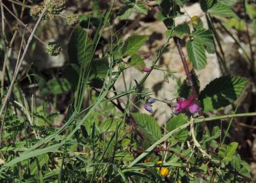 Imagem de Lathyrus clymenum L.