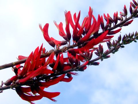 Image of coral erythrina