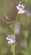 Image of Small-flower Tonella