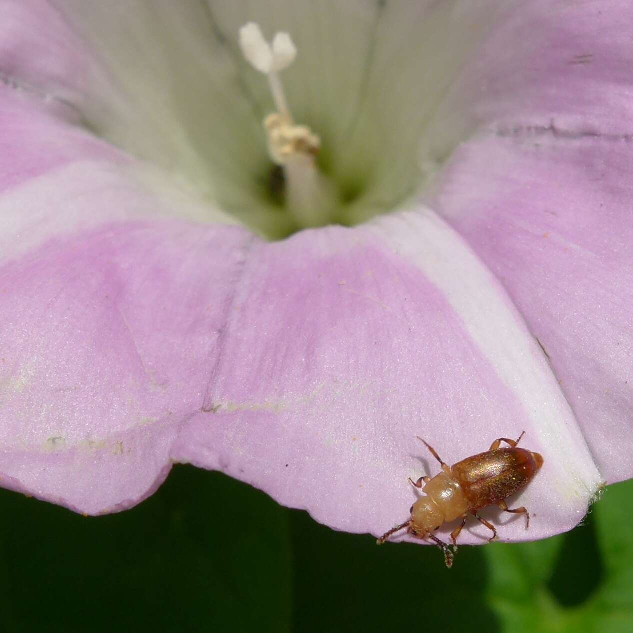 Слика од Antherophagus pallens (Linnaeus 1758)