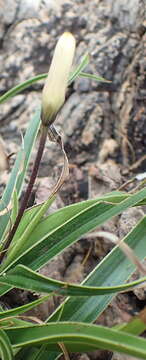 Image of Xerophyta adendorffii Behnke